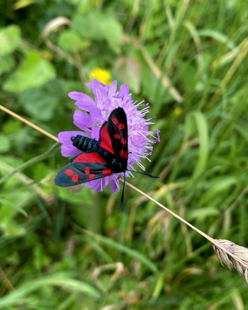 Papillon rouge et noir posé sur une fleur violette