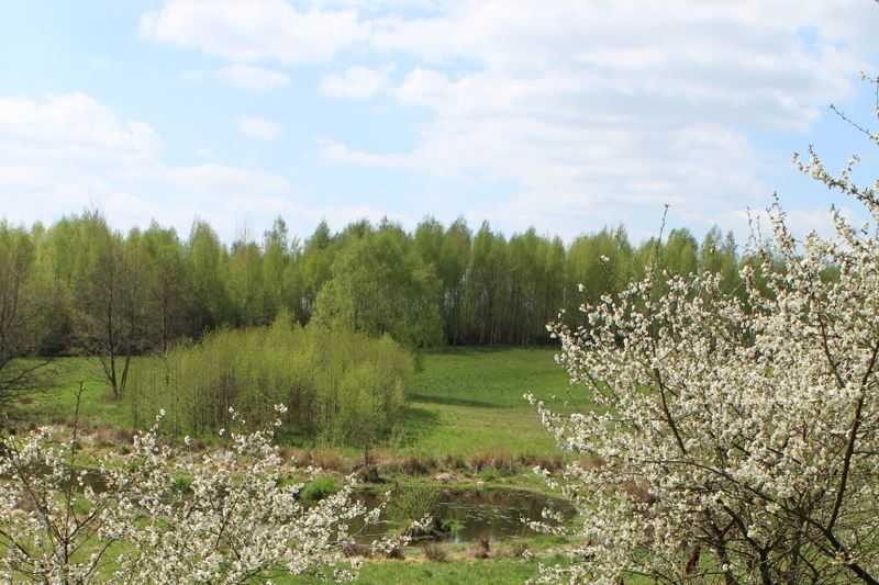 Meadow backwaters and forest in Warmia region