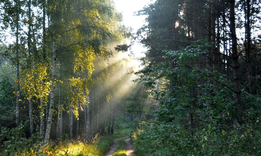 Around Letnia Kuchnia : Forest in Warmia Poland