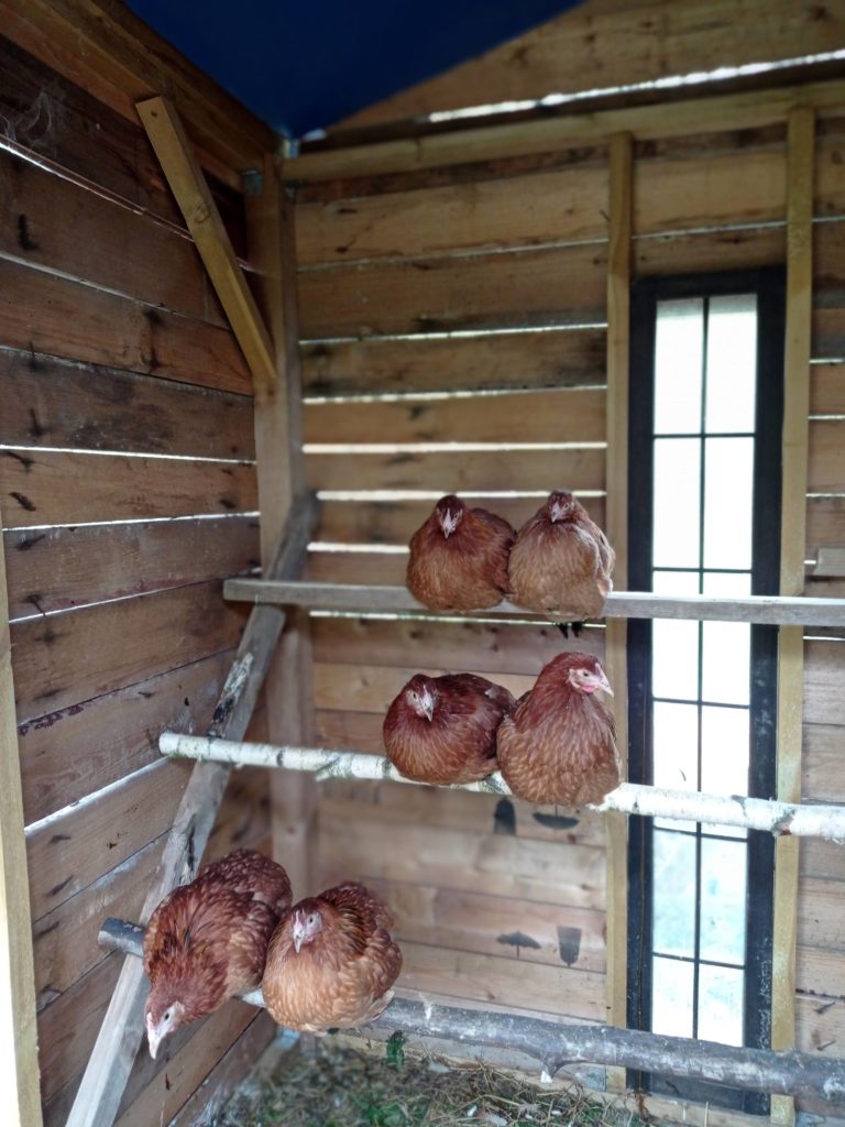 Chambre d'hôtes Letnia Kuchnia et ses poules pondeuses dans le poulailler