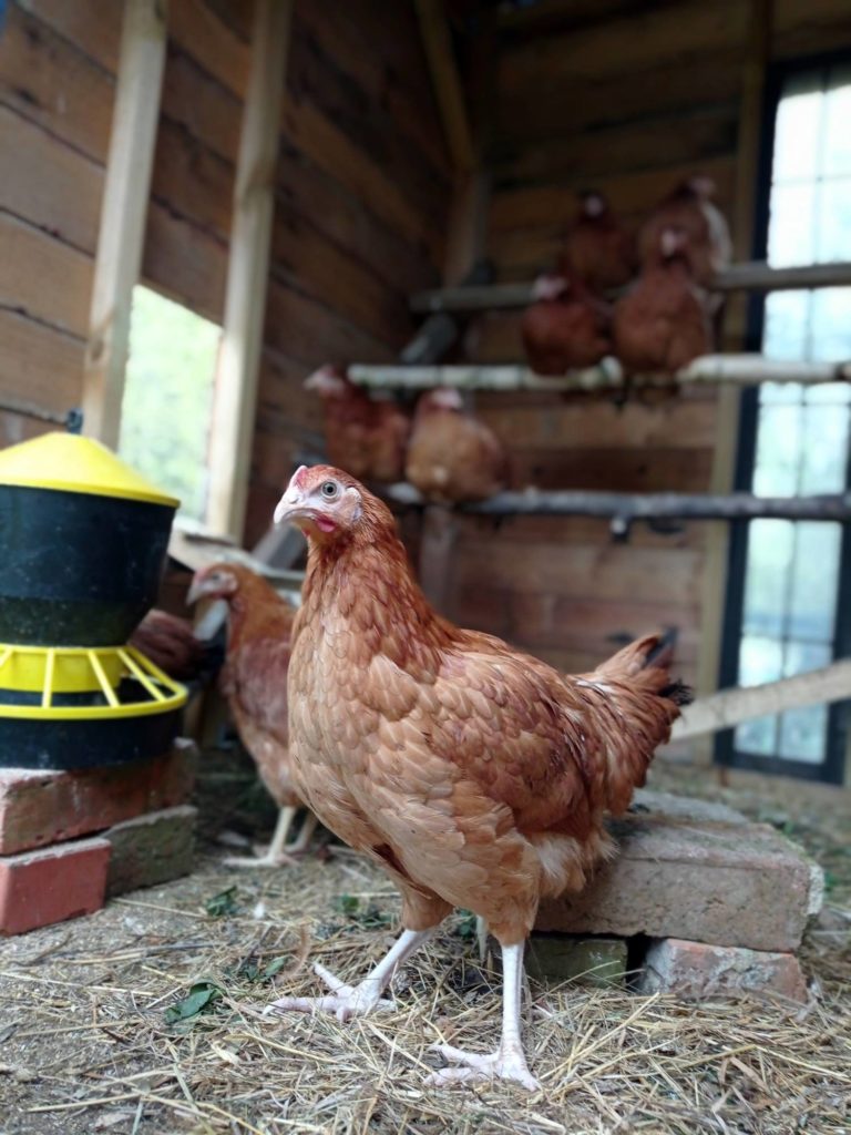 Siedlisko Letnia Kuchnia Chickens in agrotourism
