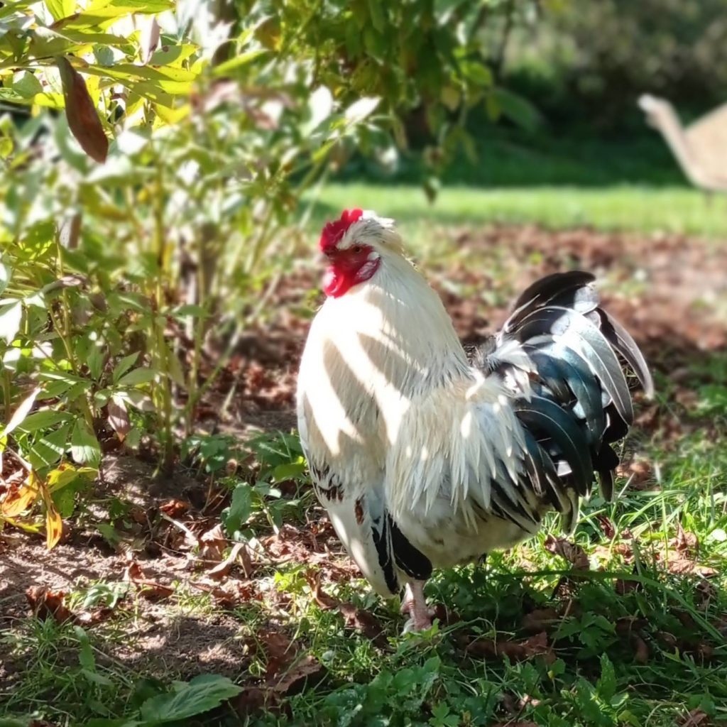 Letnia Kuchnia with Cookie, the emblematic rooster of the agrotourism