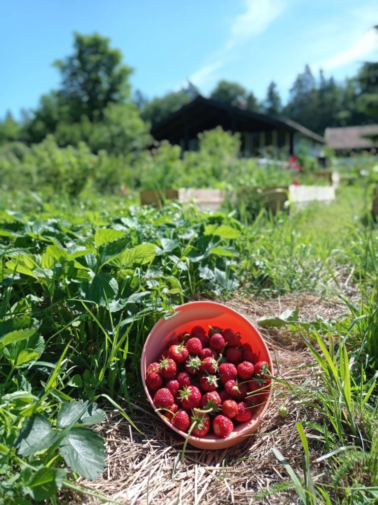 Świeże truskawki z ogródka w pensjonacie Letnia Kuchnia na Mazurach