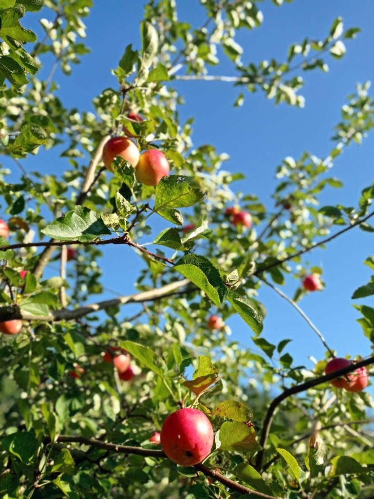 Pensjonat Letnia Kuchnia z pięknymi jabłkami z sadu